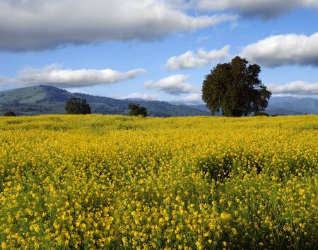 a placid spring country landscape with yellow flowers in front an trees an hills on background