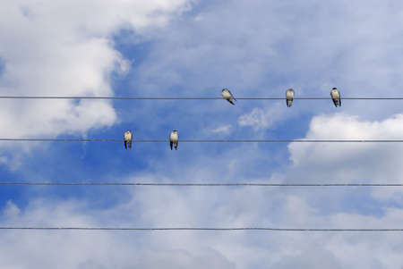 some birds standing on a telephone line wireの写真素材