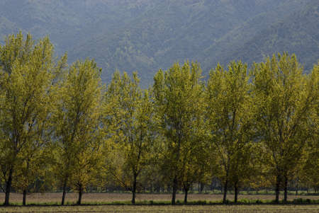 trees and mountain view on a farmの写真素材