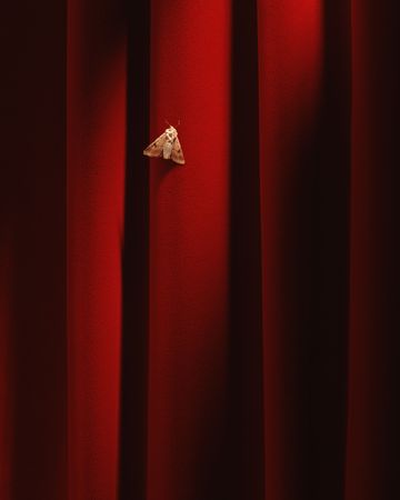 moth over red fabric
