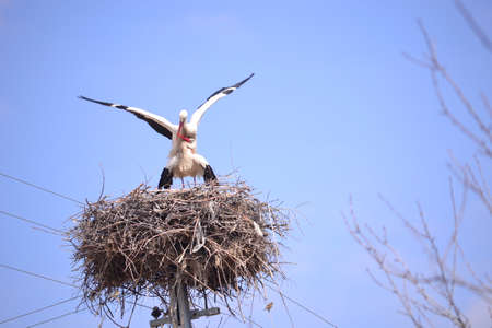 Storks spring news reporter migratory birds