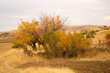 Nature in the autumn is wonderful with pastel colorsの写真素材
