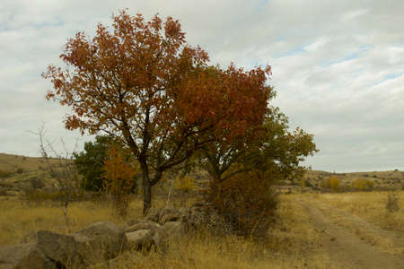 Nature in the autumn is wonderful with pastel colorsの写真素材