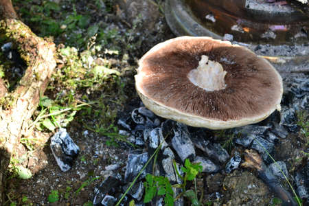 Kebab meat and barbecue are a great mealの写真素材