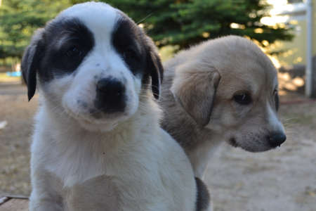 Dogs and people are both very cute and faithful.