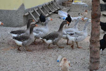 Roast turkey, roast and goose meat with riceのeditorial素材