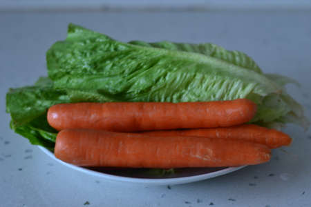 Parsley, rocket, lettuce, sour grass is important for healthy nutritionの写真素材