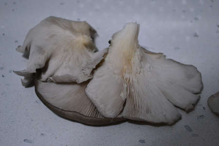 the fungus is rich in nutrients rich in proteinの写真素材