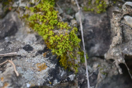 They live in lichen walls, fences, tree bark, stones, rocks.