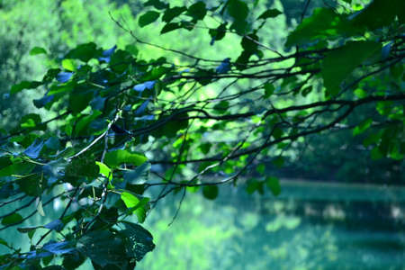 Lake view rests people, water is lifeの写真素材