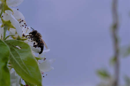 Honey bees pollinate flowers Honey bees pollen honeyの写真素材