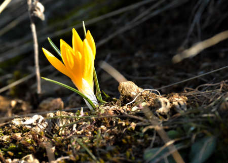 yellow crocus flowers