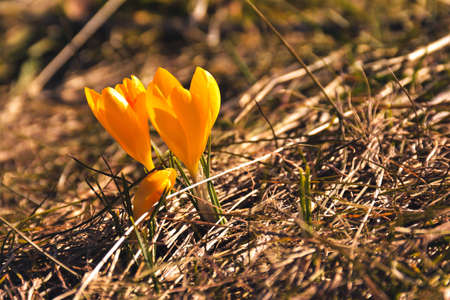 yellow crocus flowers