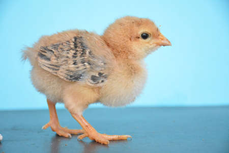 chicken chicks are very cute with their colors and feathers.の写真素材