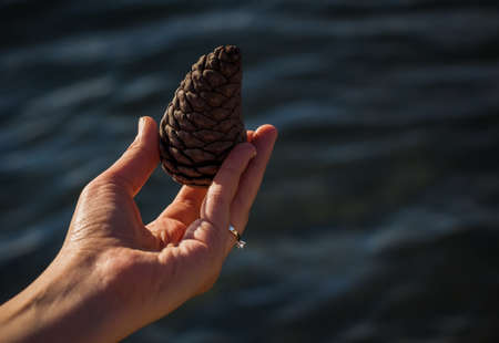 Hand with a ring holding a pine cone on a sea backgroundの写真素材