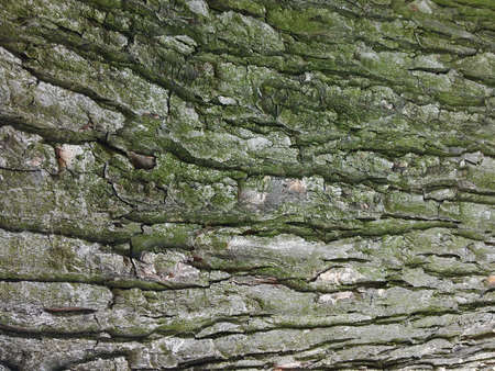 Bark