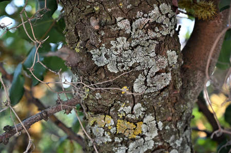 Tree background textureの写真素材