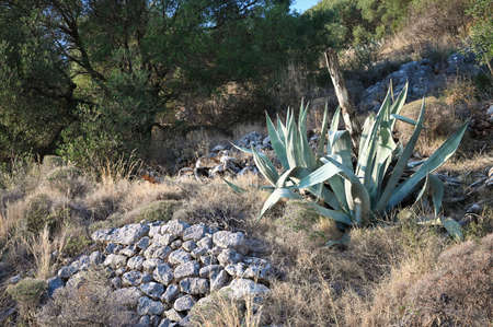 Agave Americana Marginata plantの写真素材