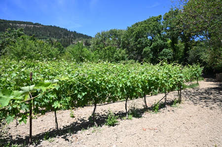 vineyards at the wineryの写真素材