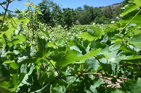 Vineyard field in Juneの写真素材