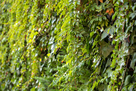 Green leaves pattern background, Natural background and wallpaper