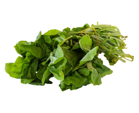 Fresh arugula isolated on a white background. Arugula Clipping Path
