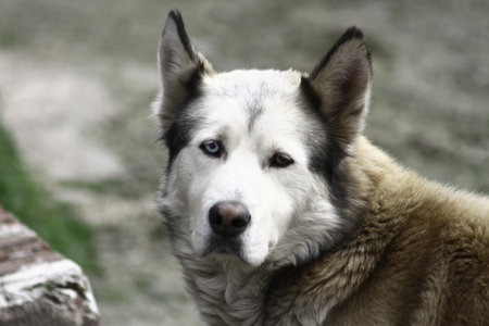 stray dog standing in the streetの写真素材