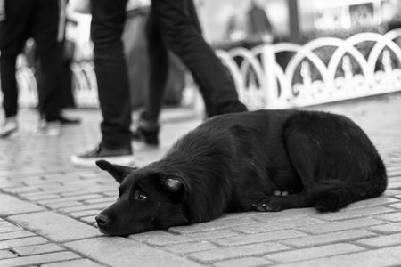 stray dog lying on the streetの写真素材