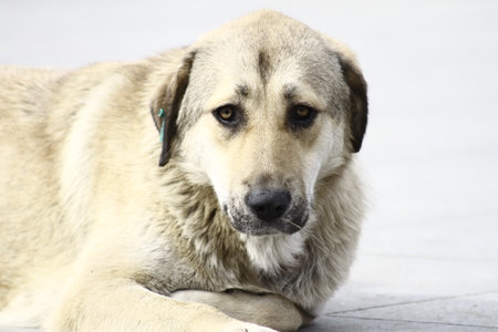 stray dog lying on the streetの写真素材