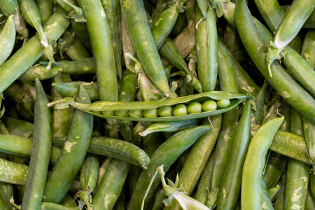 A pile of shelled peas. Close up of green fresh peas and pea pods.の写真素材