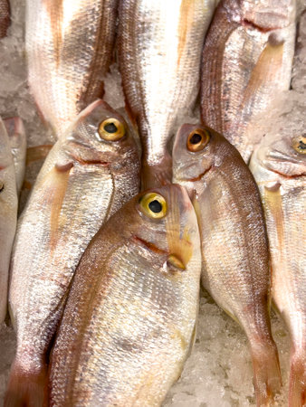 Red porgy fish. Fresh pagrus pagrus or red porgy fish in ice. close up