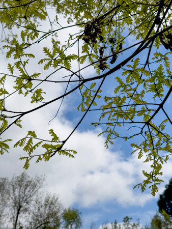 The sky with the tops of trees. View up from ground level. beautiful nature. Blue sky with sun and clouds.の写真素材