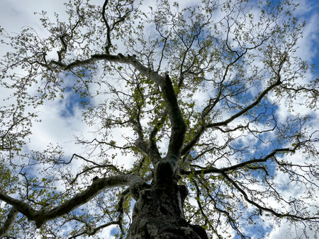 The sky with the tops of trees. View up from ground level. beautiful nature. plane tree. Blue sky...