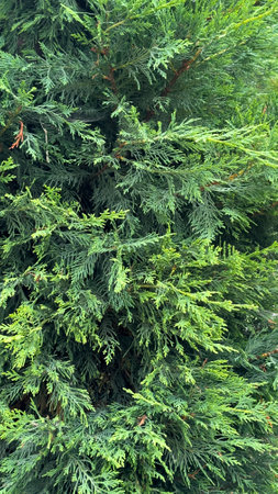 pine tree texture. Close-up pine tree leaf background arrow