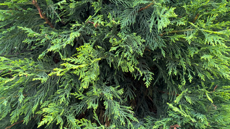 pine tree texture. Close-up pine tree leaf background arrow