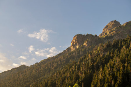 Healthy green trees spruce, fir and pine trees in the wilderness of a national park. Forest on...