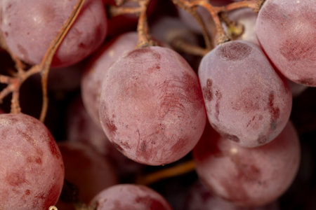 Fresh purple grapes on a white wooden background. Organic agricultural products. Delicious bunch of grapes. Close upの写真素材