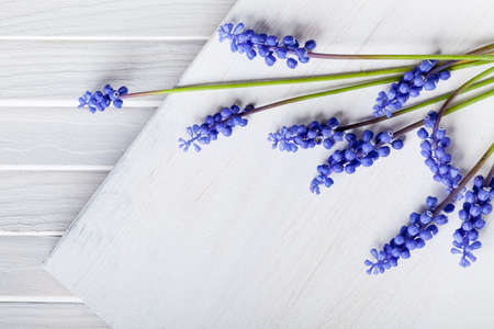 Violet grape hyacinths with green stalks lying on the white wood and white shutterの写真素材