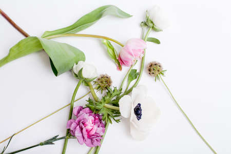 Pink tulip, white anemone, pink clove and white buttercup lying on white background from the top, prepered to do bouquetの写真素材