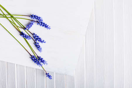 Violet grape hyacinths lying on the white wood and white shutterの写真素材