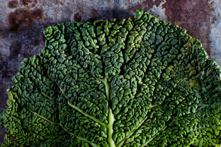 close up from cabbage leaf on rusty metal backgroundの写真素材