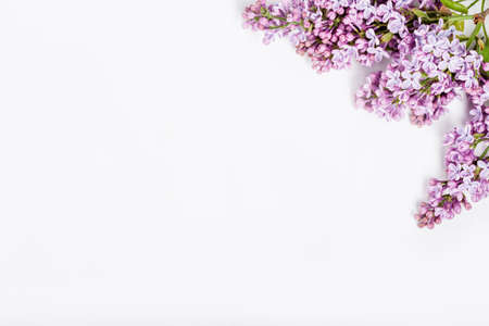 Lilac flowers on white background from the top