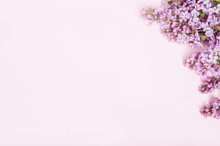 Lilac flowers on pink background from the topの写真素材