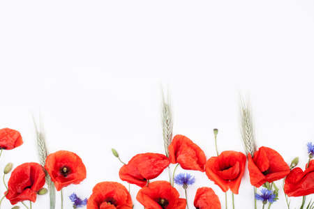 Heads of red poppies, rye and cornflowers on the bottom of white background flat lay