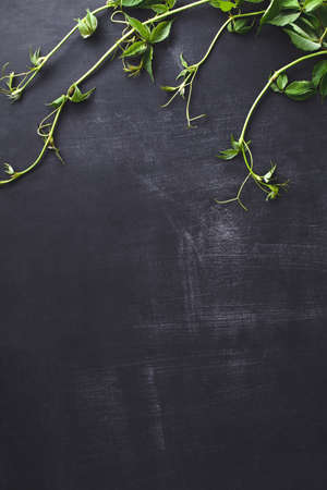 Green leaves on the bottom of blackboard, verticalの写真素材