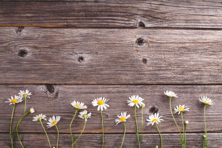 Chamomile flowers in a bottom of rustic, wooden backgroundの写真素材