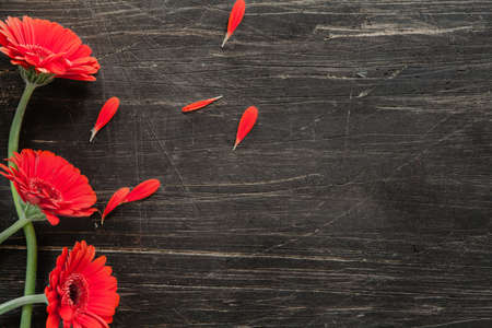 Red flowers with flying petals on vintage, scratched, black table, flat layの写真素材