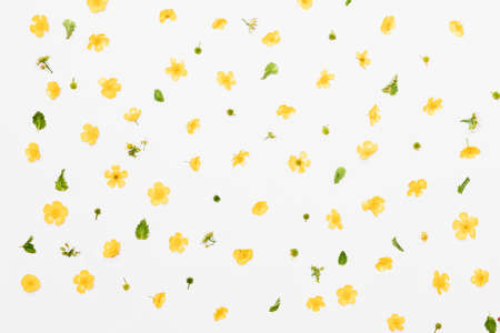 Field buttercups with green leaves pattern on white background, flat layの写真素材
