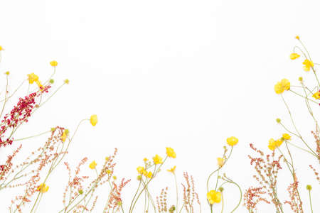 Yellow field buttercups with other meadow plant on the bottom of white background