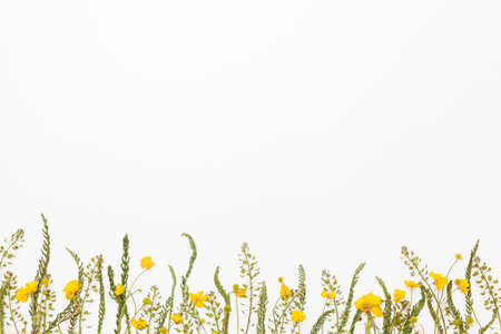 Meadow flowers with summer field buttercups on white background